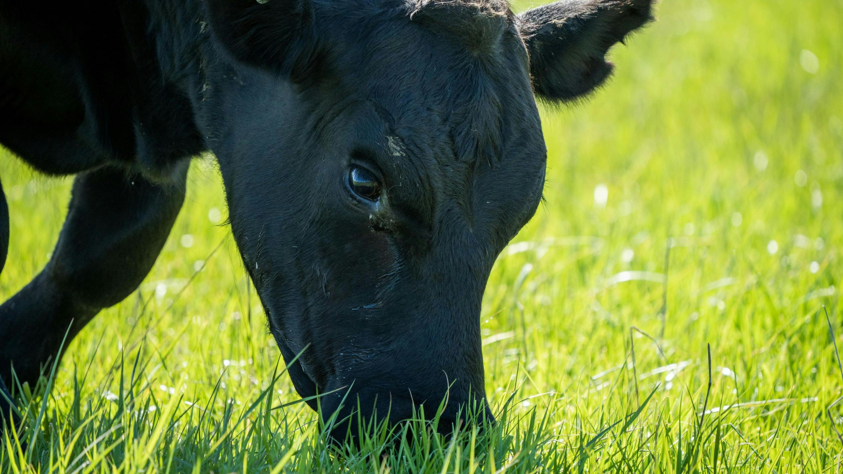 664cee8aa6596e47d3420707 Shutterstock 2057968028