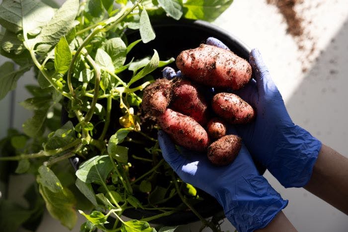 664e16e2d6fcaa167ad92a7c Polopo