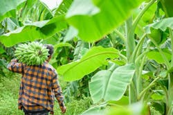 666a081143a093458a691a3e Bananasadobestock 449204117 666a081143a093458a691a3e Bananasadobestock 449204117