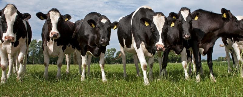 667de11eac3a9230d96b90d6 Cowsadobestock 289047981