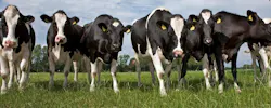 667de11eac3a9230d96b90d6 Cowsadobestock 289047981 667de11eac3a9230d96b90d6 Cowsadobestock 289047981