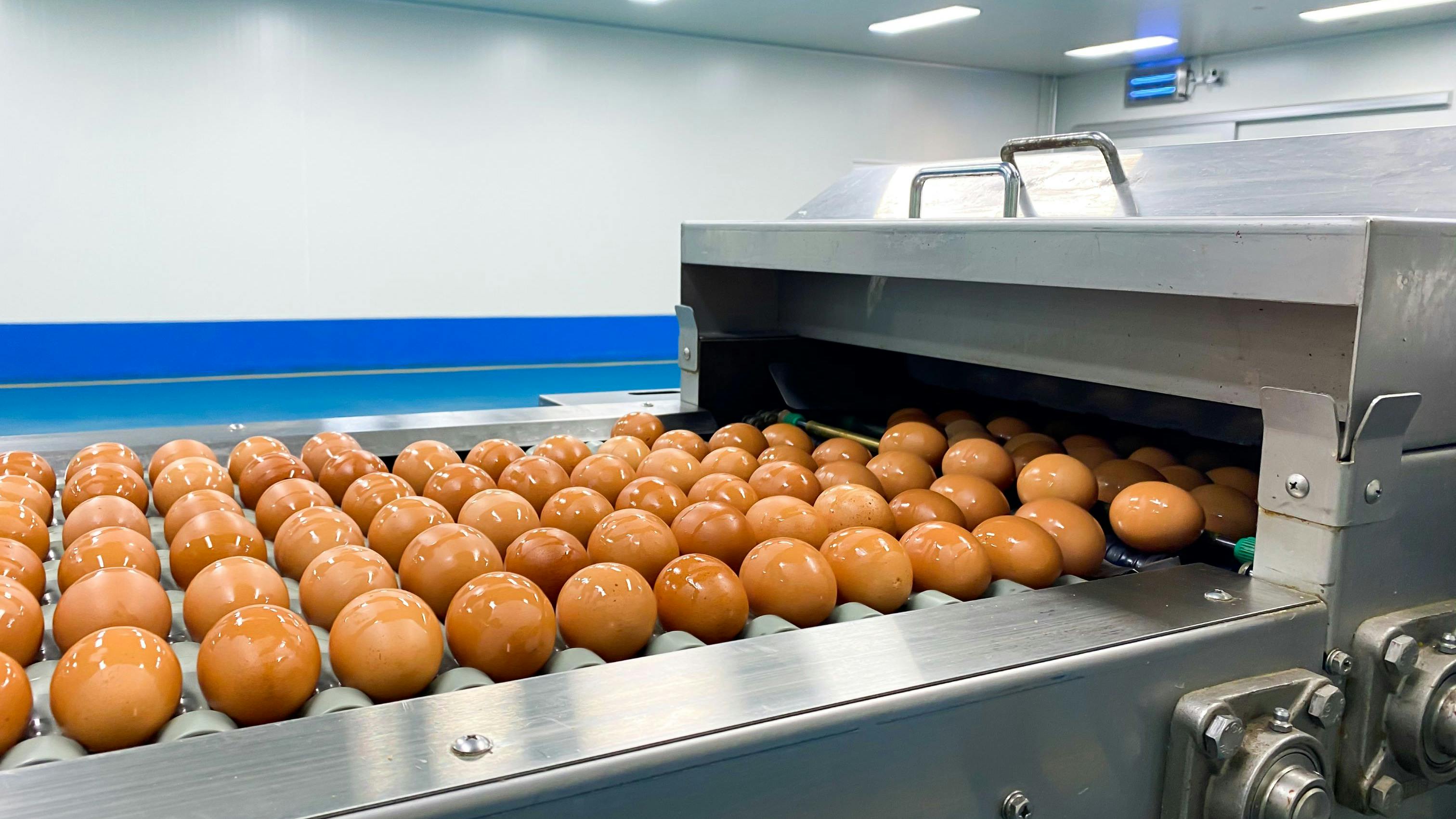 Eggs on the cleaning machine