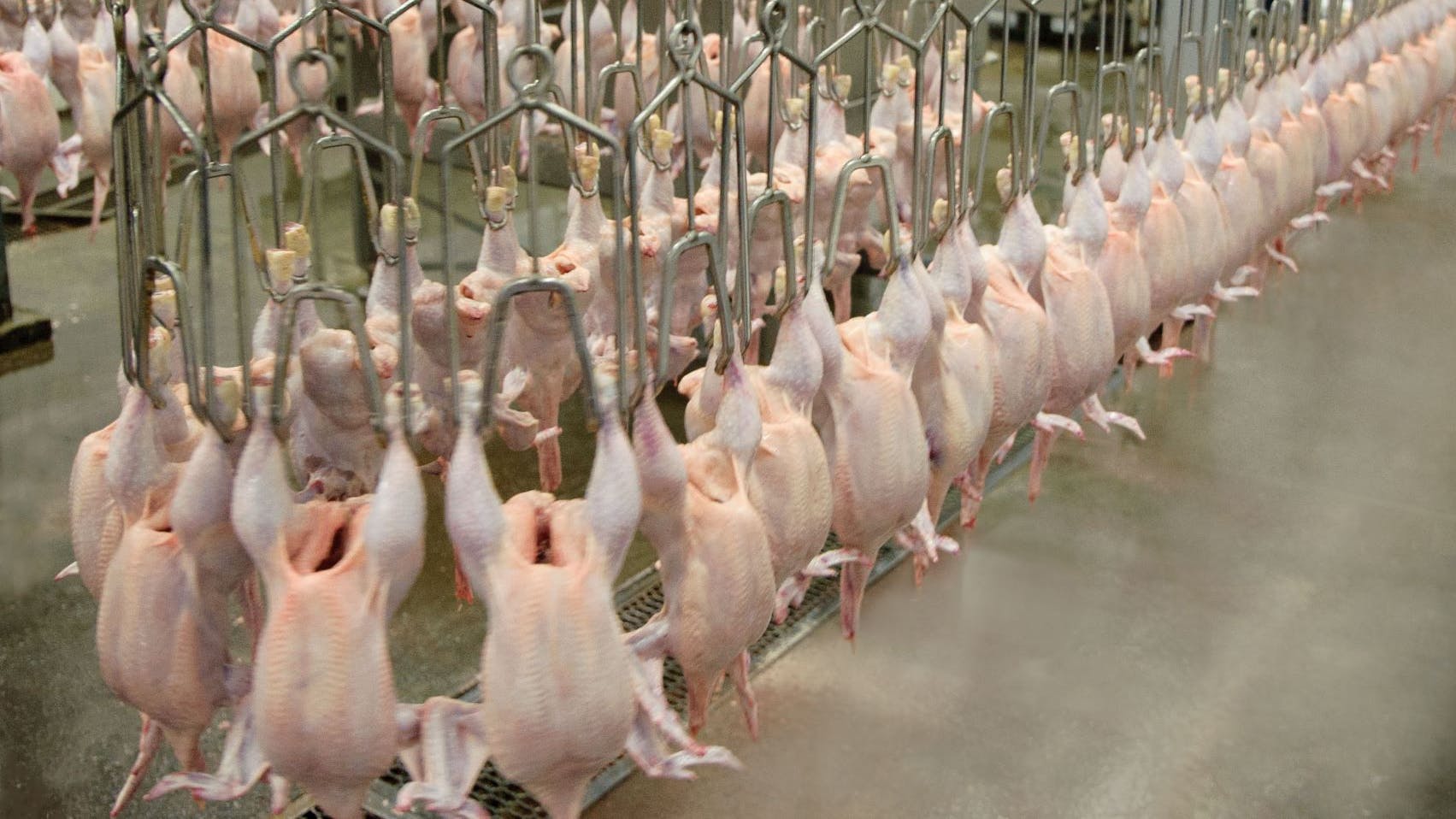 chicken processing line