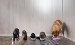 66b67bc52a1c1eedb88af531 Shutterstock Plantops Petfood Aug 66b67bc52a1c1eedb88af531 Shutterstock Plantops Petfood Aug