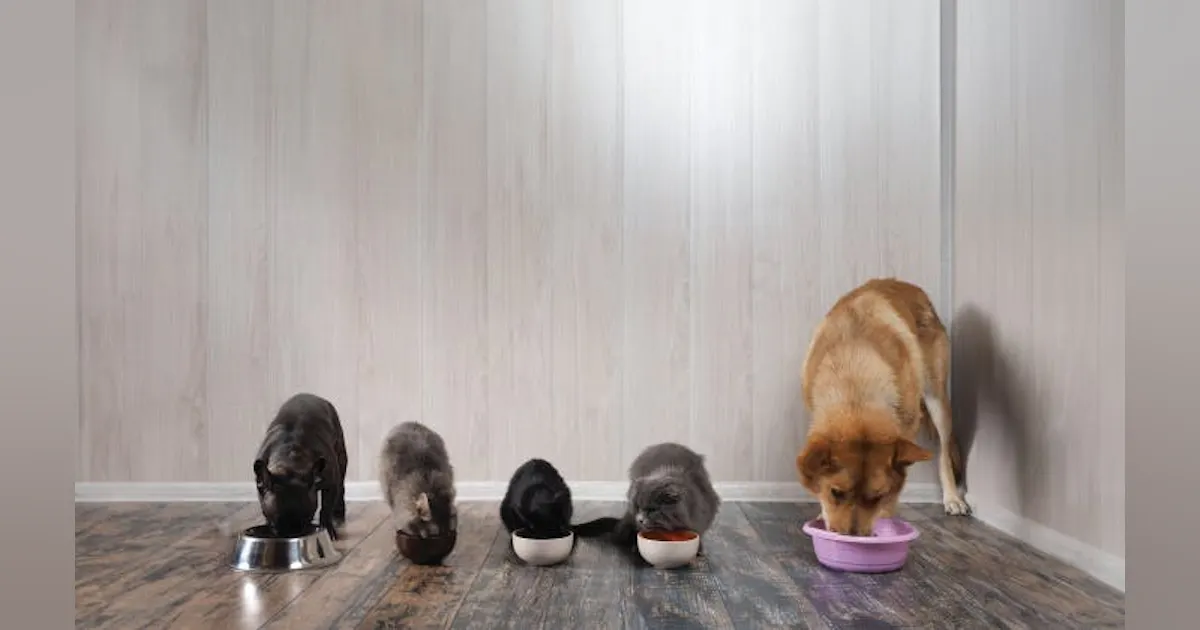 Popularity of Pets Provides Big Opportunities for Pet Food Processors Popularity of Pets Provides Big Opportunities for Pet Food Processors