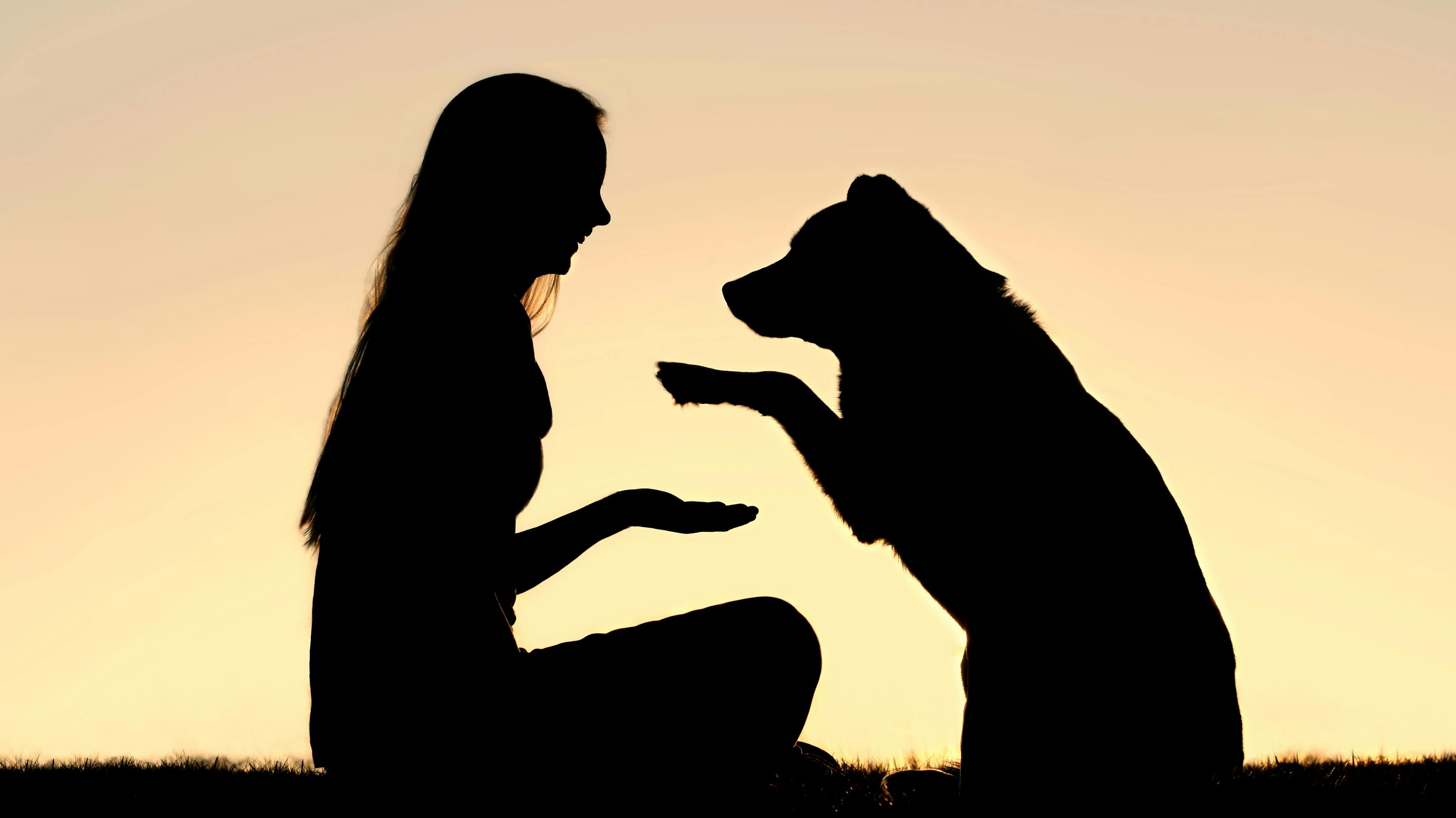 a happy girl is sitting outside in the grass, shaking hands with her German Shepherd dog, silhouetted against the sunsetting sky
