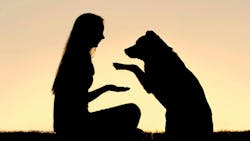 a happy girl is sitting outside in the grass, shaking hands with her German Shepherd dog, silhouetted against the sunsetting sky a happy girl is sitting outside in the grass, shaking hands with her German Shepherd dog, silhouetted against the sunsetting sky