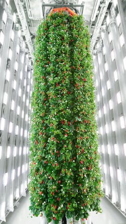 plentystrawberrytowers plentystrawberrytowers