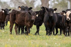 6705594c115bb9329e792c05 Cowsbeefadobestock 334925474 6705594c115bb9329e792c05 Cowsbeefadobestock 334925474