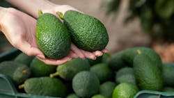 Hands holding green avocados against the background of full avocado box on the ground among trees Hands holding green avocados against the background of full avocado box on the ground among trees