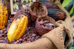 6751e0a1f557db87b6283720 Cacaoadobestock 220351409 6751e0a1f557db87b6283720 Cacaoadobestock 220351409