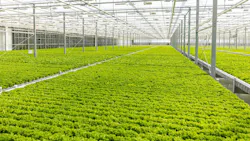 brightfarms_lorena_texas_announcement brightfarms_lorena_texas_announcement