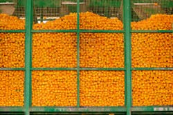 Citruses in container Citruses in container