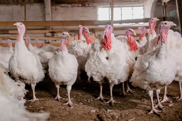 679ac5313cdaa633353e71de Turkeysadobestock 463909588