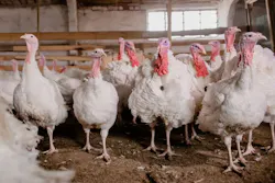 679ac5313cdaa633353e71de Turkeysadobestock 463909588 679ac5313cdaa633353e71de Turkeysadobestock 463909588
