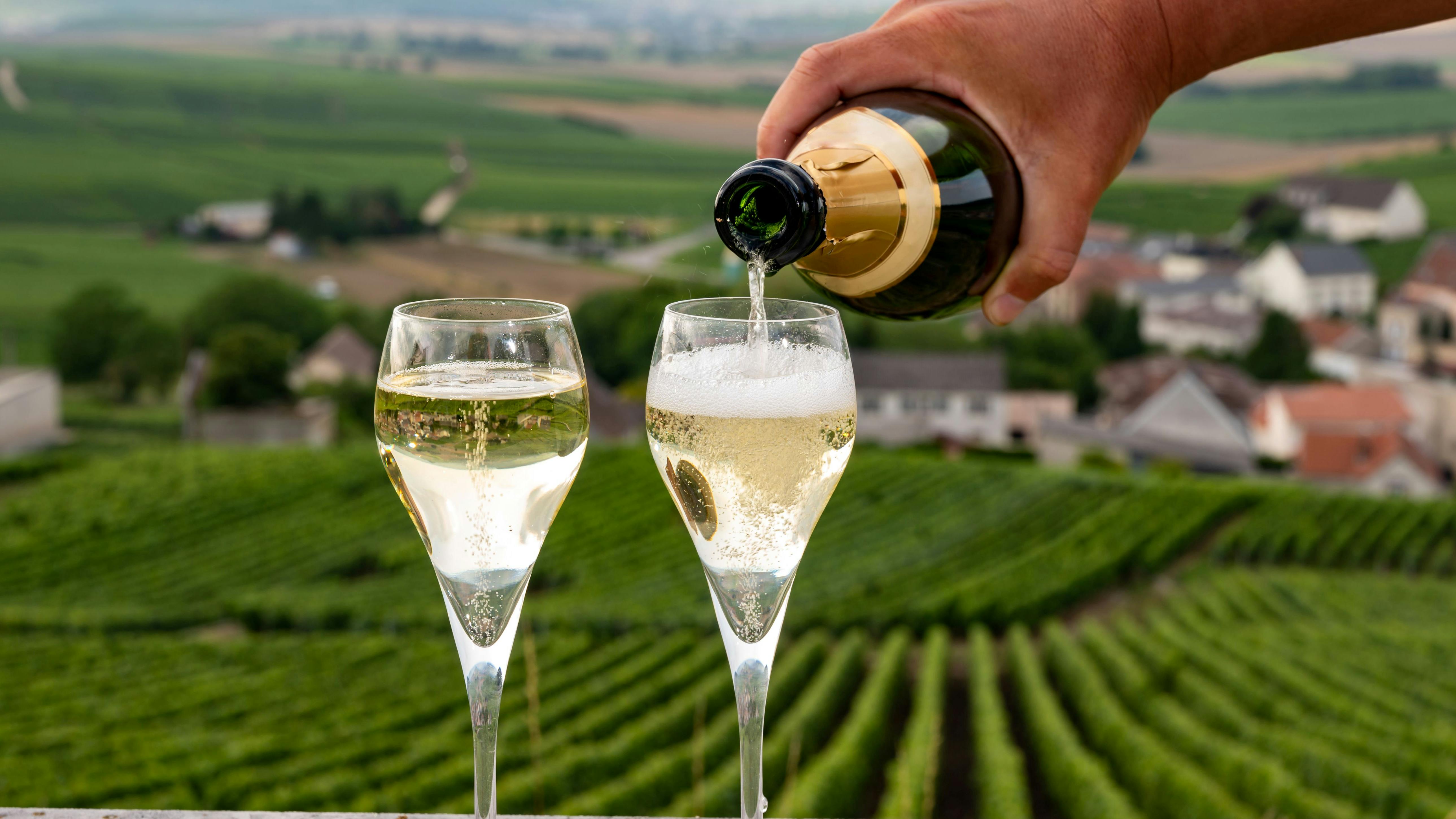 Tasting of brut and demi-sec white champagne sparkling wine from special flute glasses with view on green Champagne vineyards, France