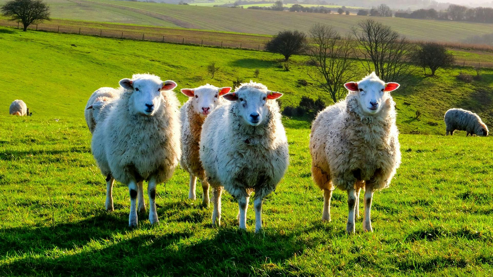 four sheep standing in a line looking at the camera in a green field, with a flock of sheep behind