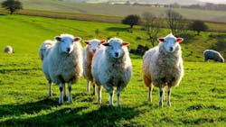 four sheep standing in a line looking at the camera in a green field, with a flock of sheep behind four sheep standing in a line looking at the camera in a green field, with a flock of sheep behind