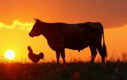 6827a4f96d080b231d91cf34 Cowschickensadobestock 1430767379 6827a4f96d080b231d91cf34 Cowschickensadobestock 1430767379