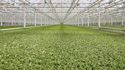 6863f8fc8e309b2077779bcb Brp Littleleaffarms Muralproj 08122023 0001 6863f8fc8e309b2077779bcb Brp Littleleaffarms Muralproj 08122023 0001