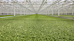 6863f8fc8e309b2077779bcb Brp Littleleaffarms Muralproj 08122023 0001