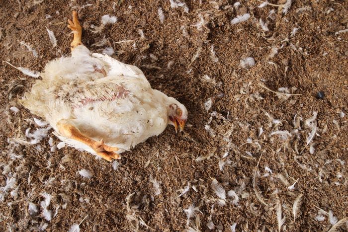 686d4c464a5c73ec364e7878 Chickendeadshutterstock 1436102759