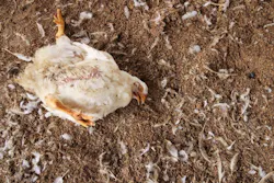 686d4c464a5c73ec364e7878 Chickendeadshutterstock 1436102759