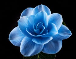 6876da8d2728ab777ce28a19 Gardeniaadobestock 1508891620 6876da8d2728ab777ce28a19 Gardeniaadobestock 1508891620