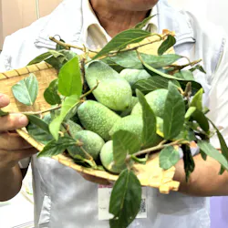 Taiwanese Jelly Figs on display at the Taiwan Awkeo Promotion Association booth. Taiwanese Jelly Figs on display at the Taiwan Awkeo Promotion Association booth.