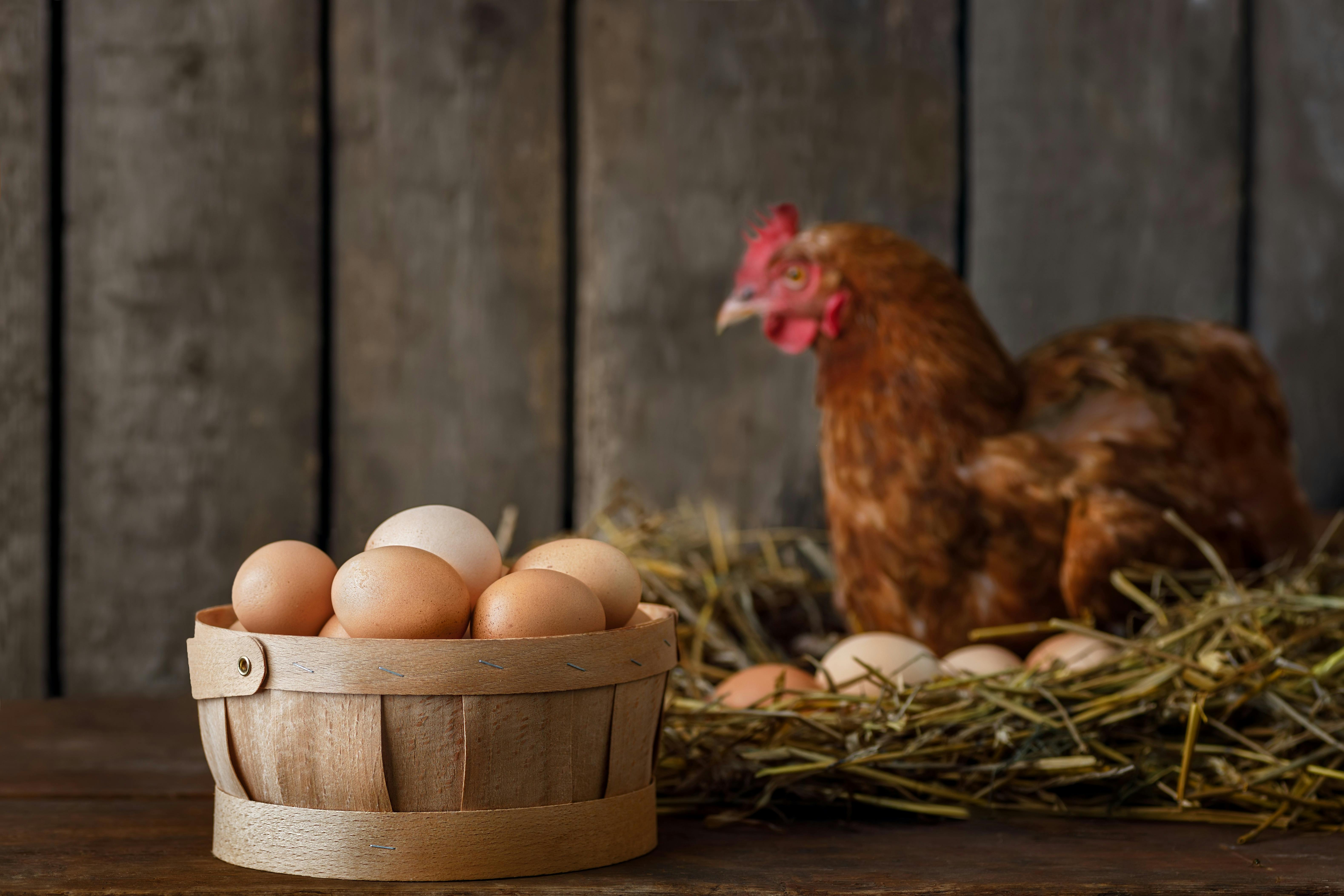 6892634cd3a50f020e4b3485 Eggsadobestock 529849775