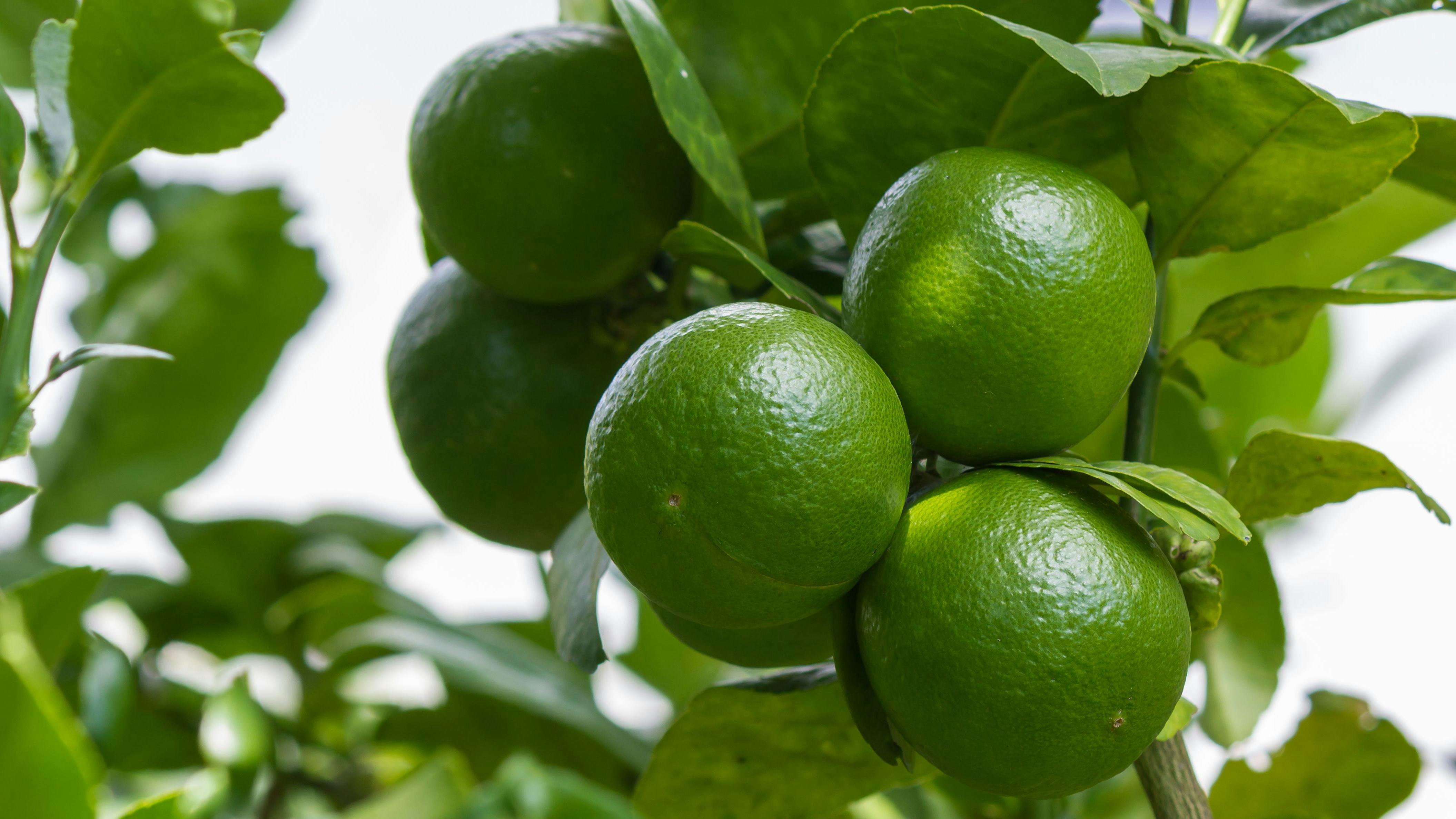 689e09a02d183bd86480b35b Shutterstock 698245351