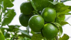 689e09a02d183bd86480b35b Shutterstock 698245351 689e09a02d183bd86480b35b Shutterstock 698245351