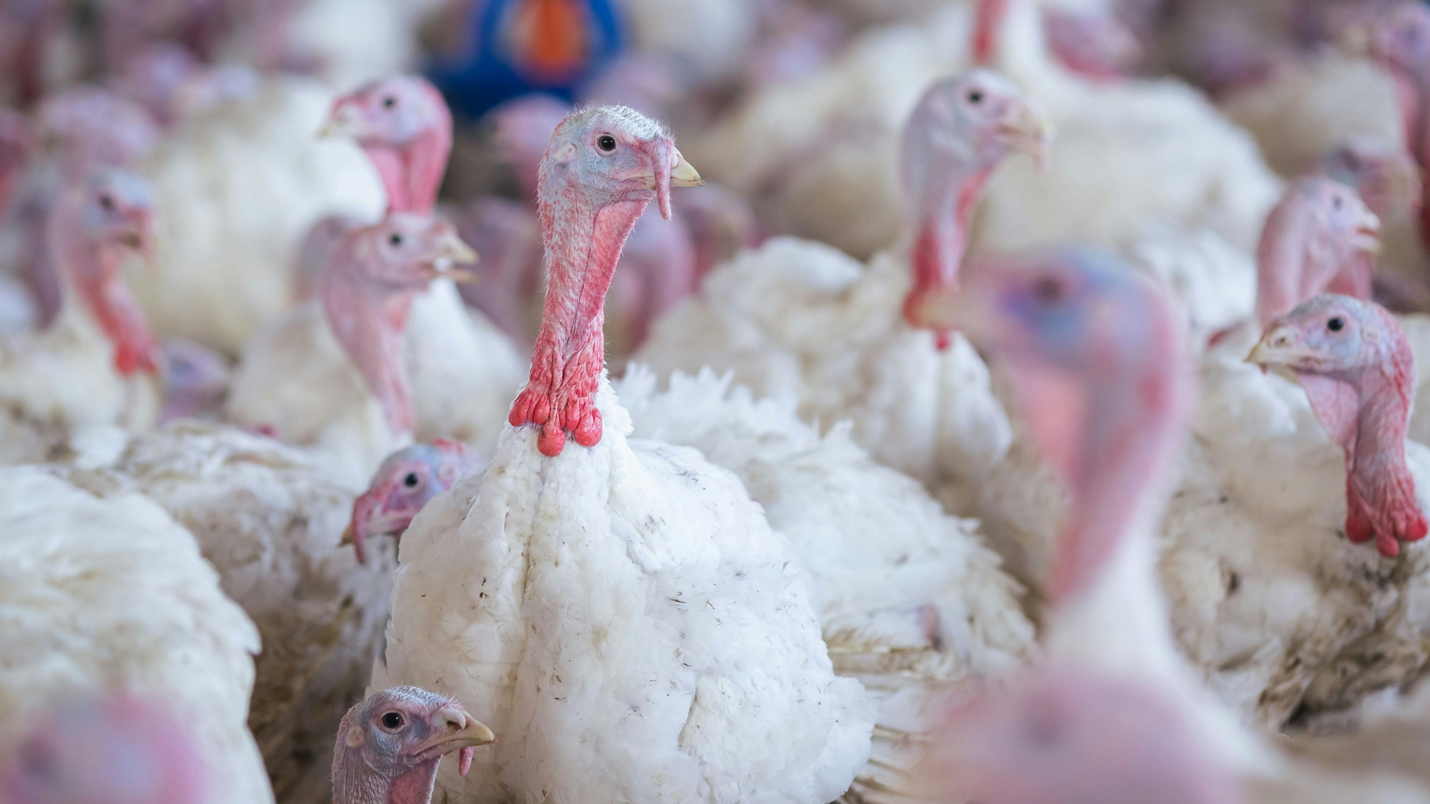 shutterstock_2283332651