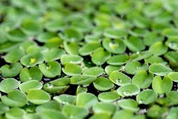 68db0fd137dd7fd0c319c609 Duckweedadobestock 216479515 68db0fd137dd7fd0c319c609 Duckweedadobestock 216479515