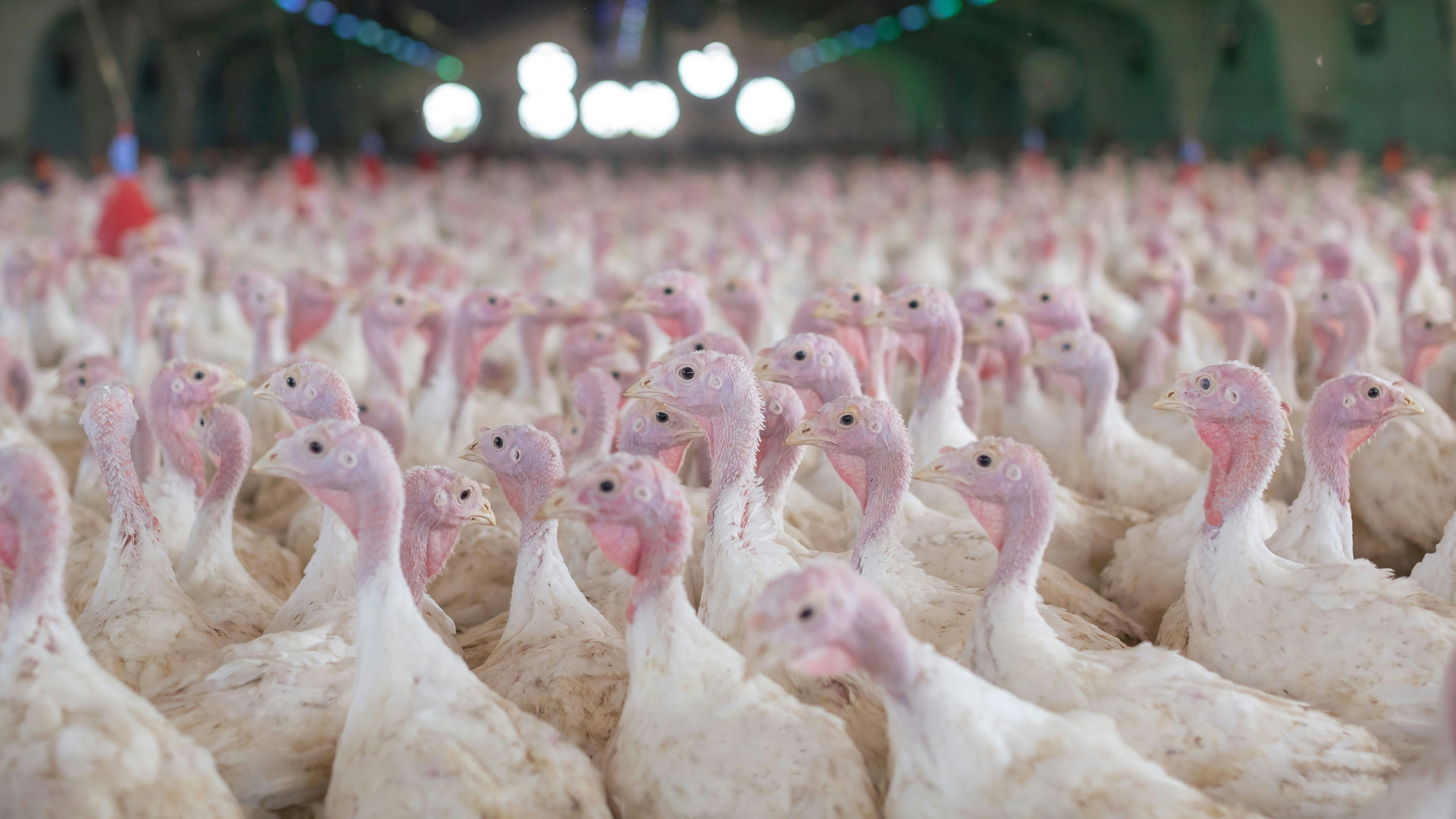 Report: Cargill to Sell Virginia Turkey Operations to Pitman Family Farms