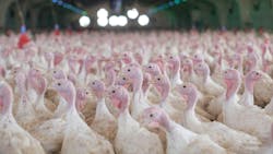 696554947a7cccedaa038512 Shutterstock 2253604587 696554947a7cccedaa038512 Shutterstock 2253604587