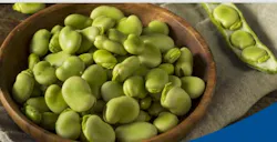 Faba bean protein concentrate