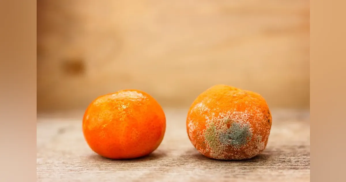 How MAHA and Misinformation Killed a Company Making Food Safer