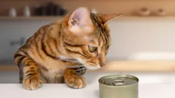 6a5f971ad3c870aa243b910d Shutterstock 2367993167
