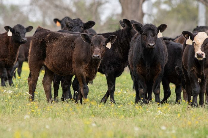 Tyson Foresees $625-775 Million Loss From Beef This Year
