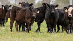 cowsbeefadobestock_334925474