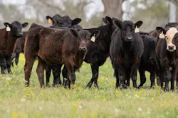 6aa081a48739a03c862f3ba5 Cowsbeefadobestock 334925474