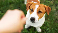 6ab1615781e648c2772a4e6f Shutterstock 2640681375